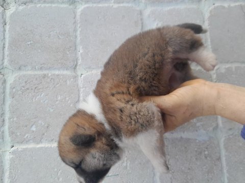 Akita dişi hachiko