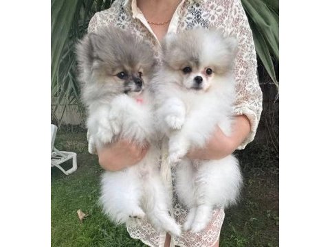 Pomeranian boo tea cup disi küçük boy