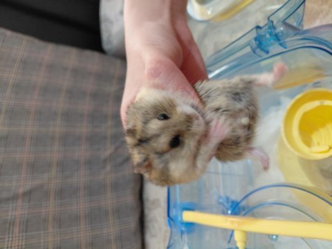 9 campbell hamster ve kafes