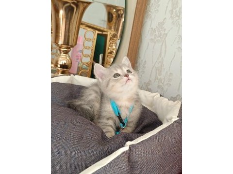 Anne baba scrli top kafa british shorthair kar beyaz yavrula