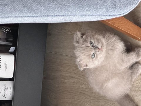 3 aylık scottish fold yavrularım