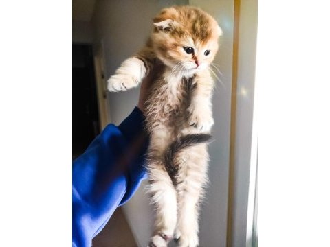 Scottish fold longhair kırık kulak