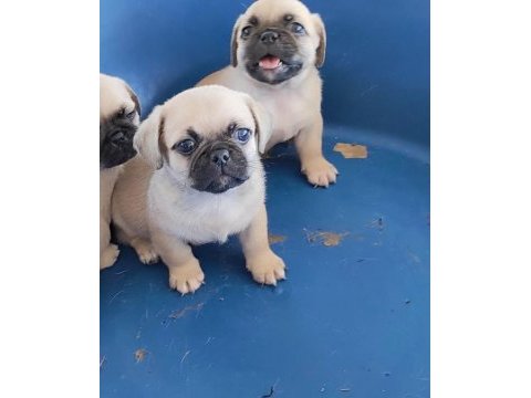Pug yavrumuz