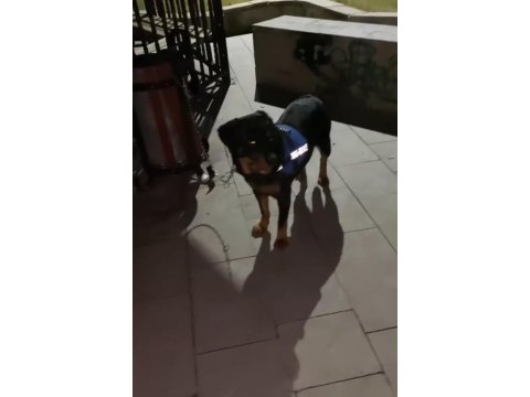 1 yaşında rottweiler dişi