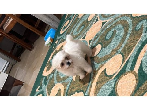 Sıfır numara maltese terrier