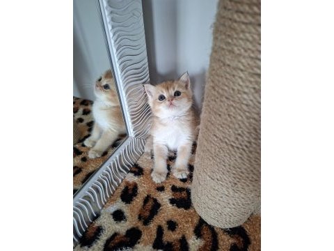 Safkan british shorthair golden bebekler