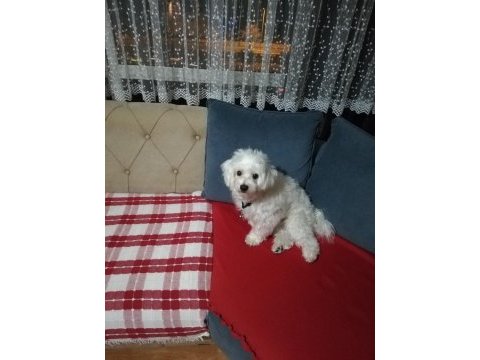 2 yaşında sıfır beden erkek terrier