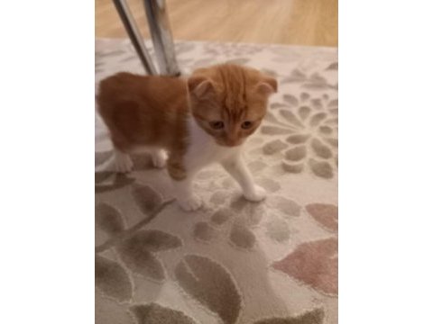 Oyunbaz bıcır scottish fold