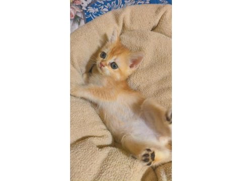 Golden british shorthair yavrular