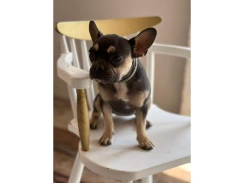 Blue tan dişi french bulldog