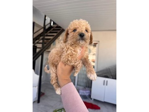 Maltipoo yavrusu köpeklerimiz