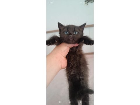 British shorthair tabby cinsi safkan