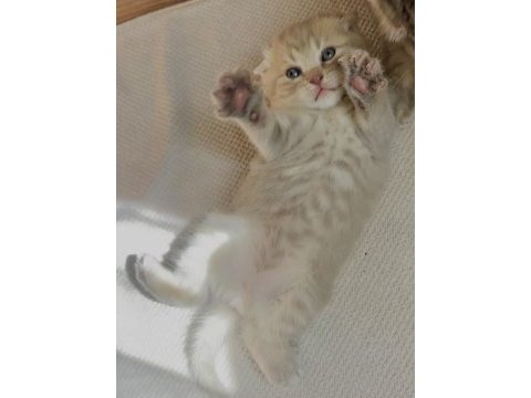 Dünya tatlısı erkek yavru scottish fold