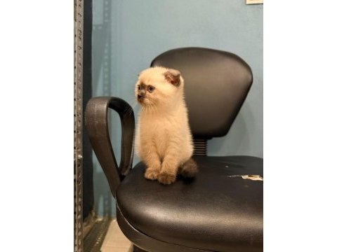Scottish fold kediler
