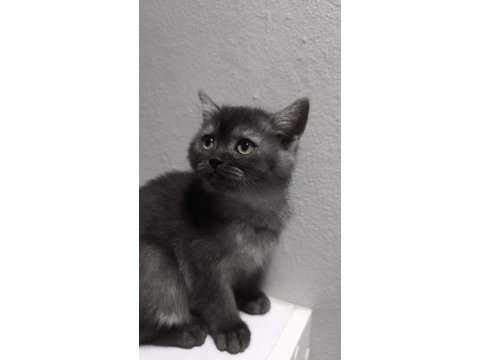 Scottish fold kedimize yuva olurmusun