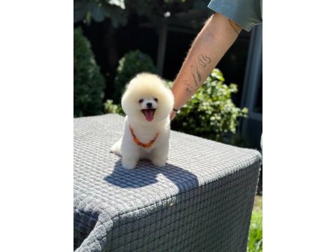 Pomeranian boo yavru