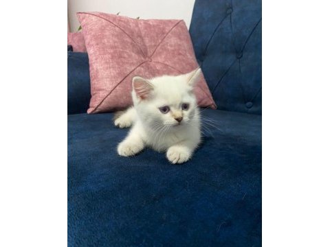 2 aylık scottish fold yavrular
