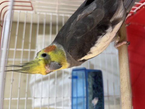 Ele alışık konuşan sultan papağanı