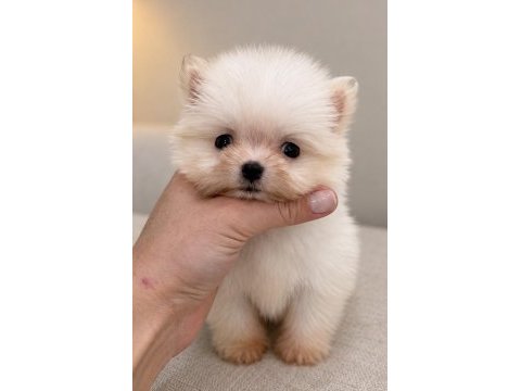 Minicik pomeranian boo