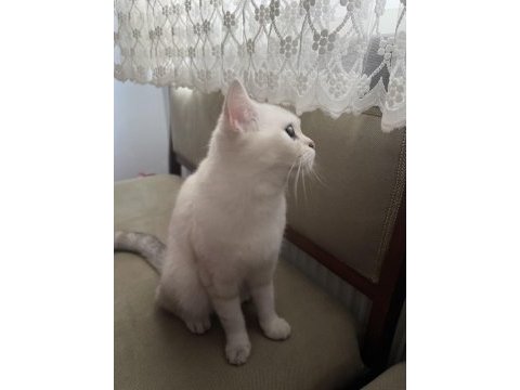 Kedim boncuğa acil yuva arıyorum