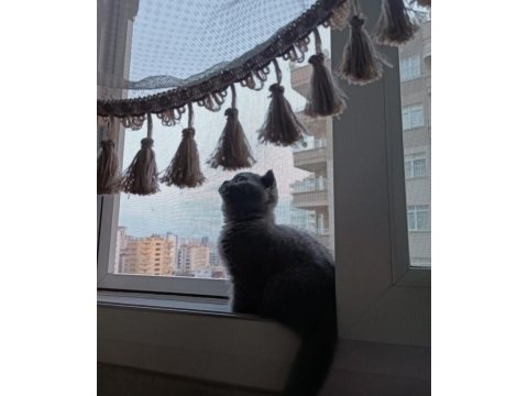 Dişi 3 aylık british kedim