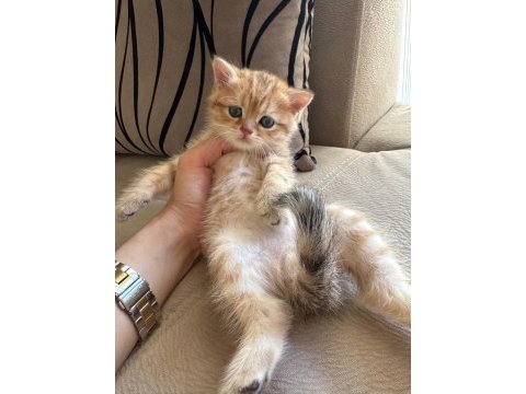 British shorthair golden