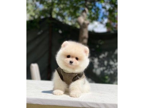 Yeni gelen sevimli pomeranian boo yavrular
