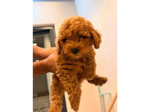 Toy poodle bebeğimiz yeni yuvasını arıyor