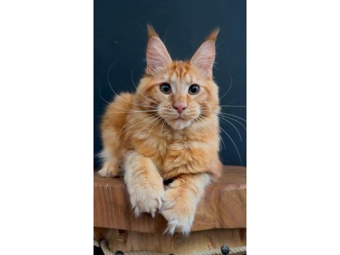 Maine coon dişi red rengi wcf