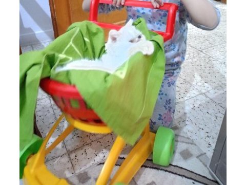 İran kedisi