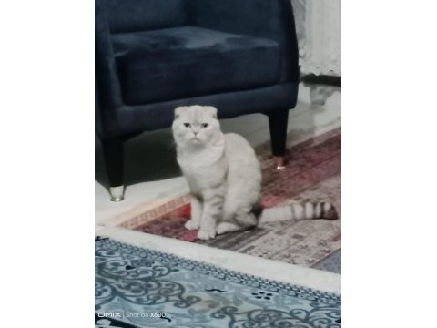 Sahiplendirilecek 1 yaşında kedimiz
