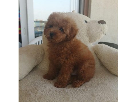 Çok tatlı toy poodle erkek yavru