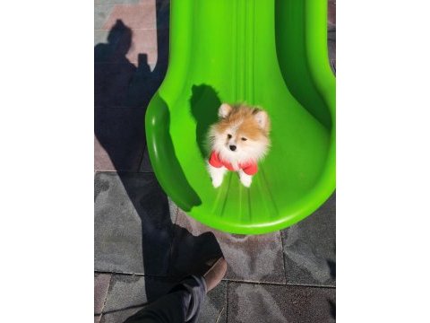 Pomeryan oyuncu çok zeki çocukları çok seviyor
