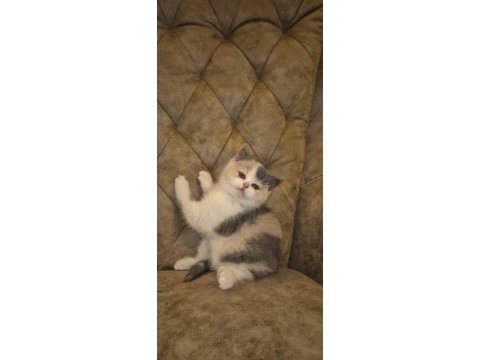 Tree color british shorthair yavruları
