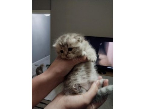 Scottish fold yavru kedimiz