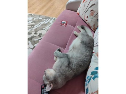 Ücretsiz sahibinden british shorthair