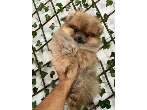 Safkan ve ırk garantili pomeranian boo