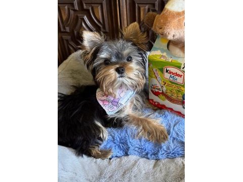 Minik prens yorkshire terrier