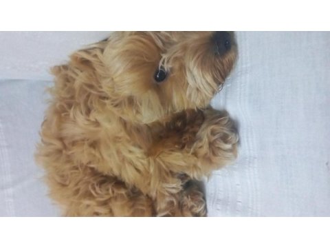 Maltipoo köpeğimiz tarçın bey yeni yuvasını arıyor