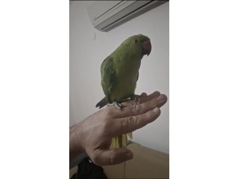 Evcil pakistan yavrumuz paşa