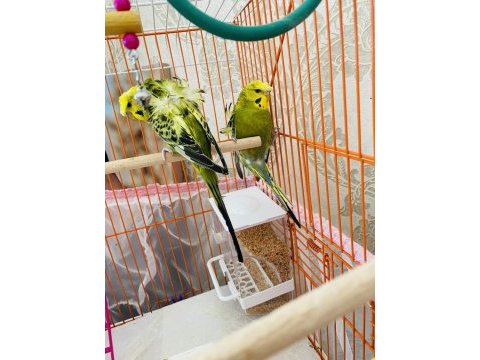 2 japones muhabbet kuşu büyük küçük kafes yuvalık