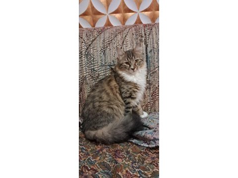 Yeleli sevimli kedimiz 6 aylık