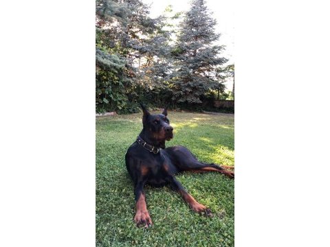 3 yaşında şecereli doberman