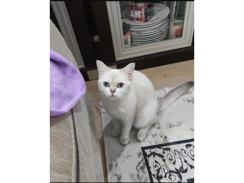 Uygun yetişkin cins kediler