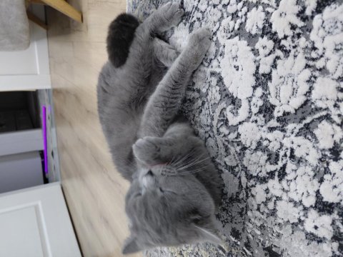 British shorthair acil sahiplenilmesi gerekiyor