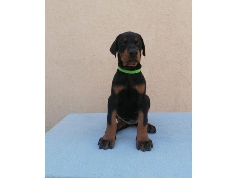 Evinizin neşesi doberman bebişler her yere kapıda öde