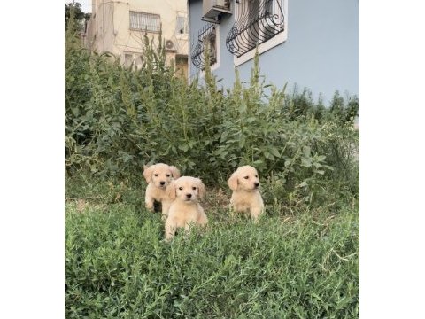 Sevimli golden retriever yavrular