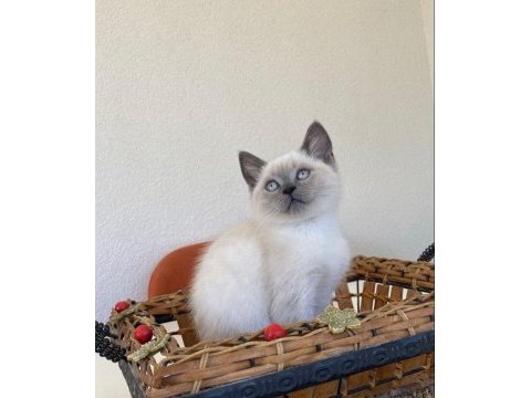 Blue point british 4 aylık