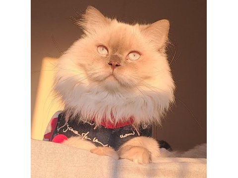 Yetişkin şecereli british longhair as1133 erkek