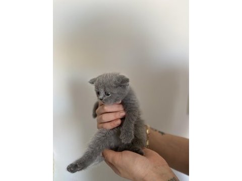 Scottish fold dişi erkek yavrular